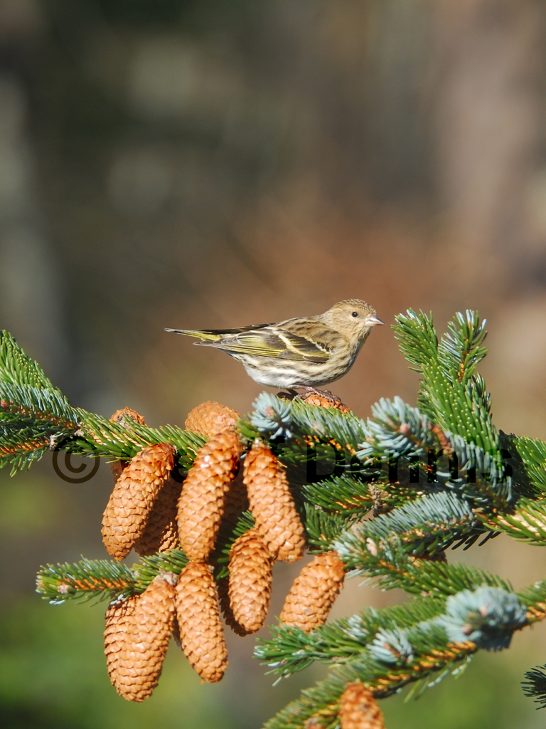PISI-AQ_Pine-Siskin