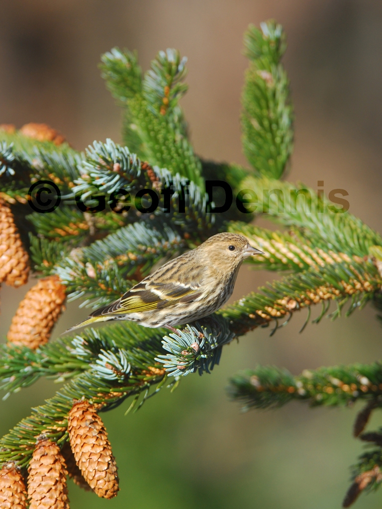 PISI-ARa_Pine-Siskin