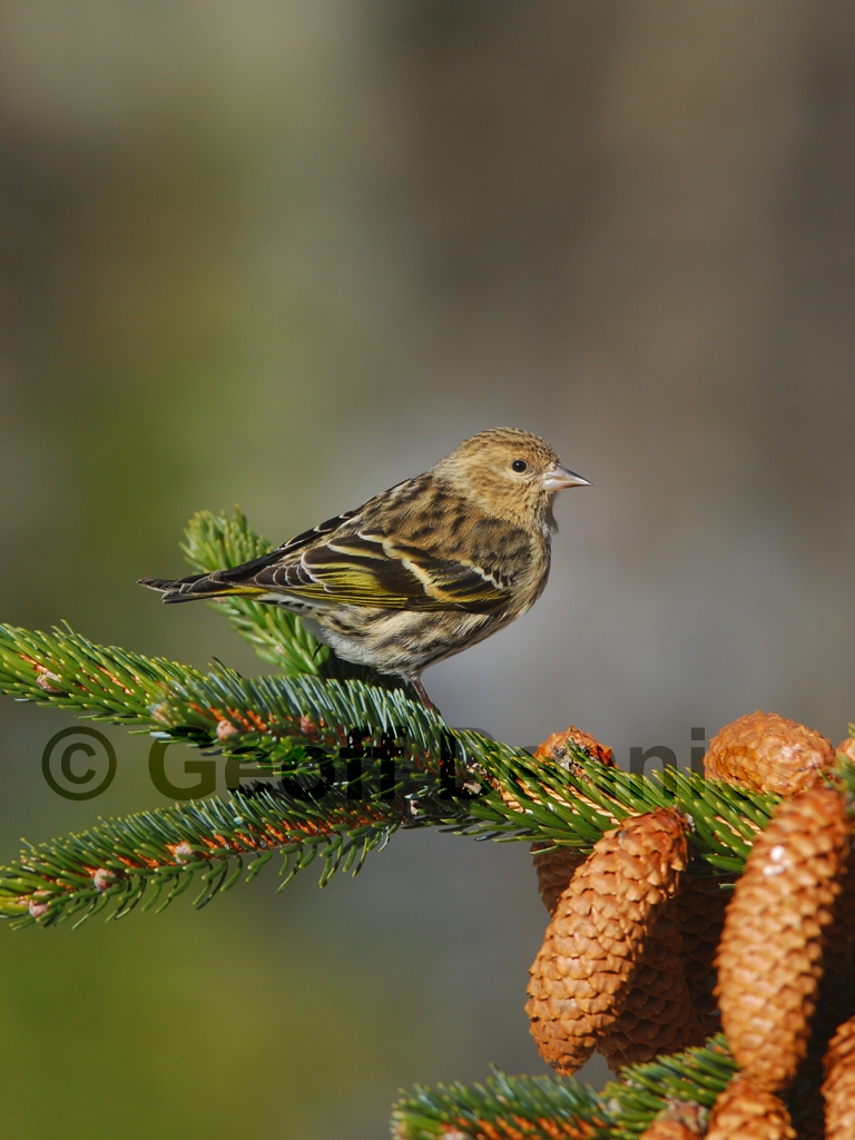 PISI-AS_Pine-Siskin