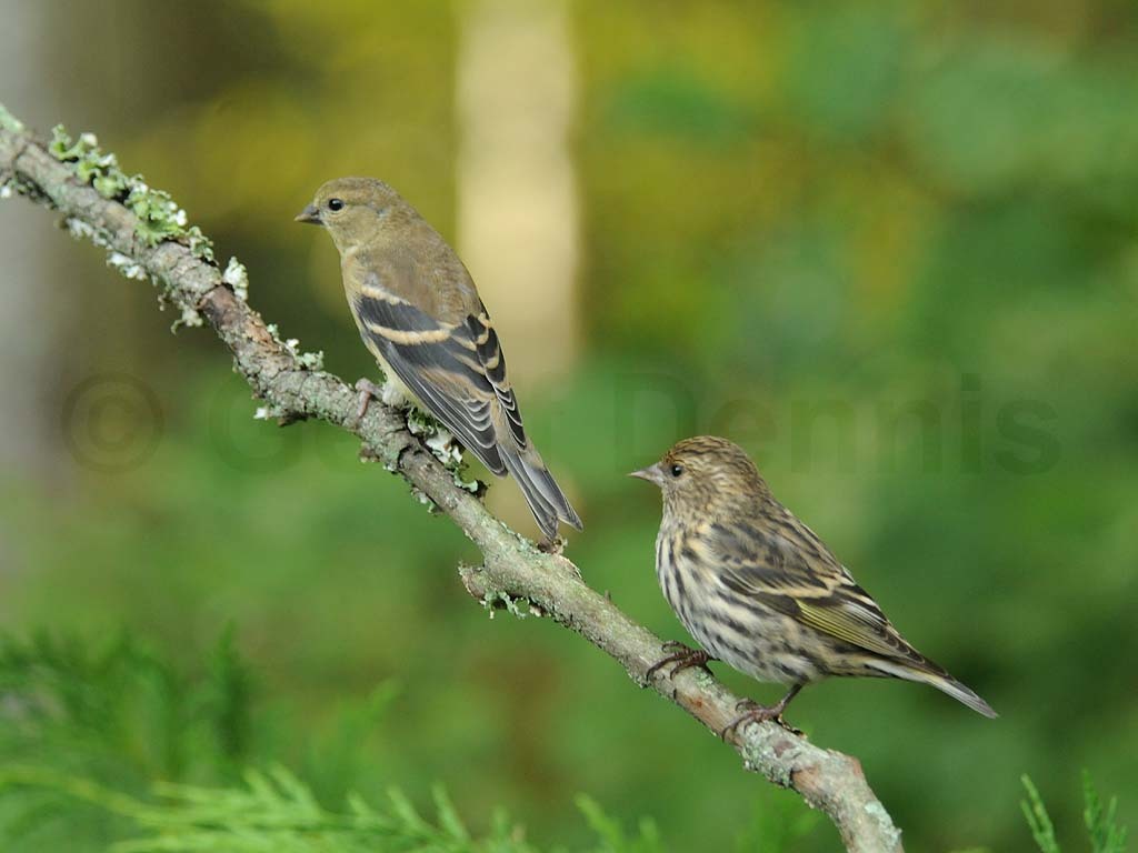 PISI-AT_Pine-Siskin
