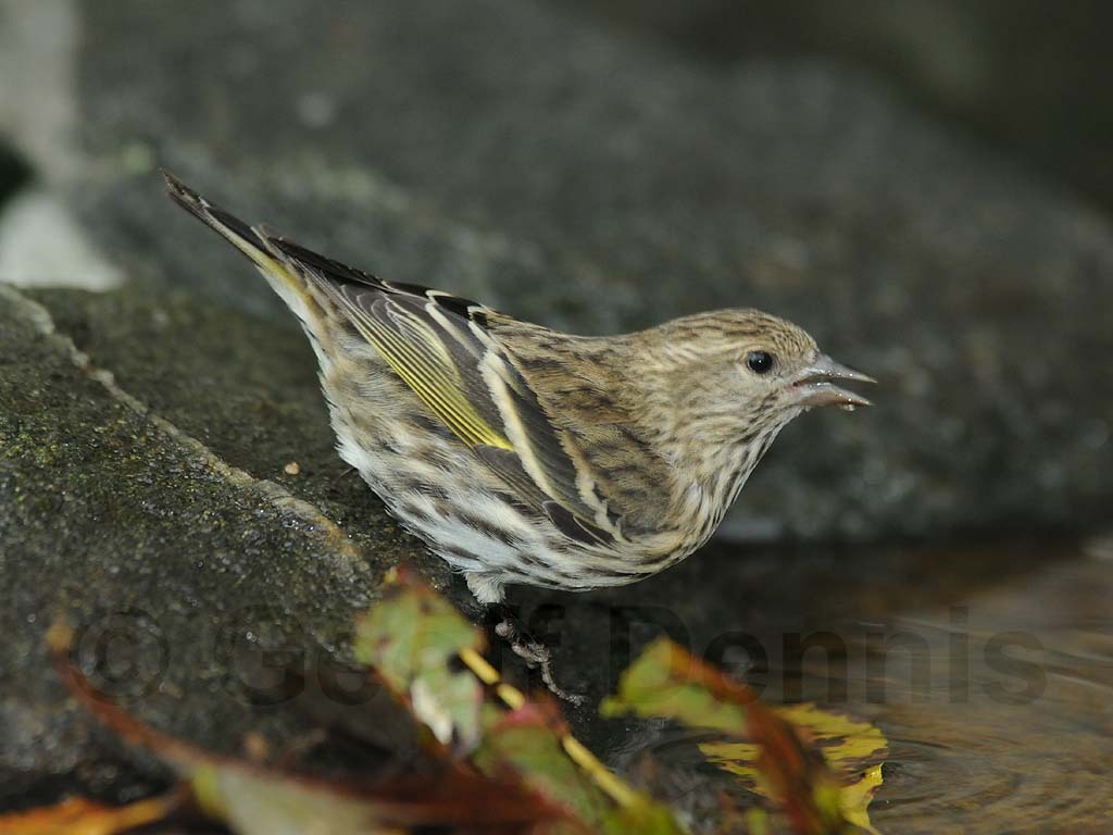 PISI-AU_Pine-Siskin