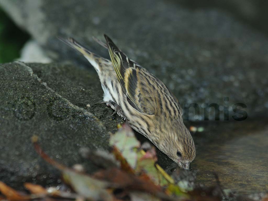 PISI-AV_Pine-Siskin