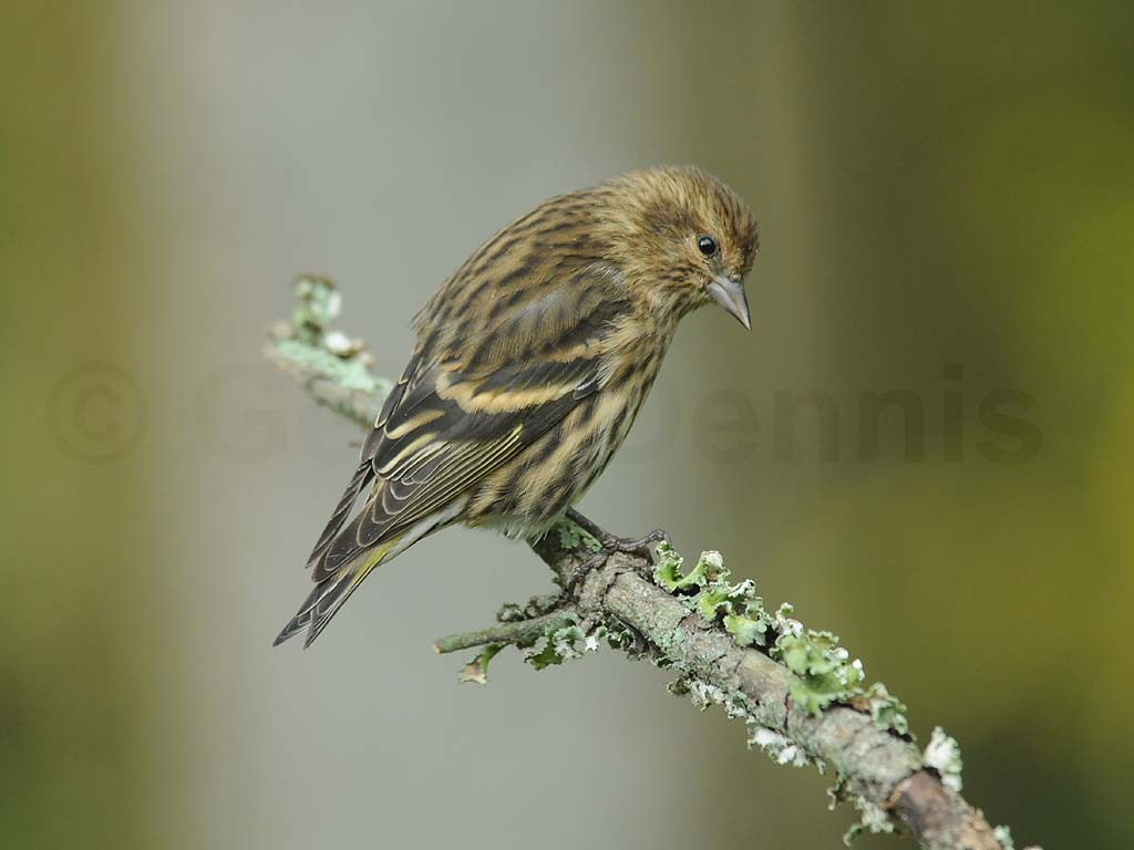 PISI-AW_Pine-Siskin