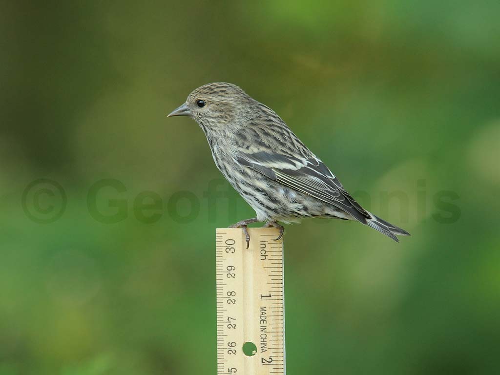 PISI-AX_Pine-Siskin