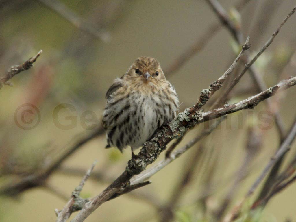 PISI-AY_Pine-Siskin