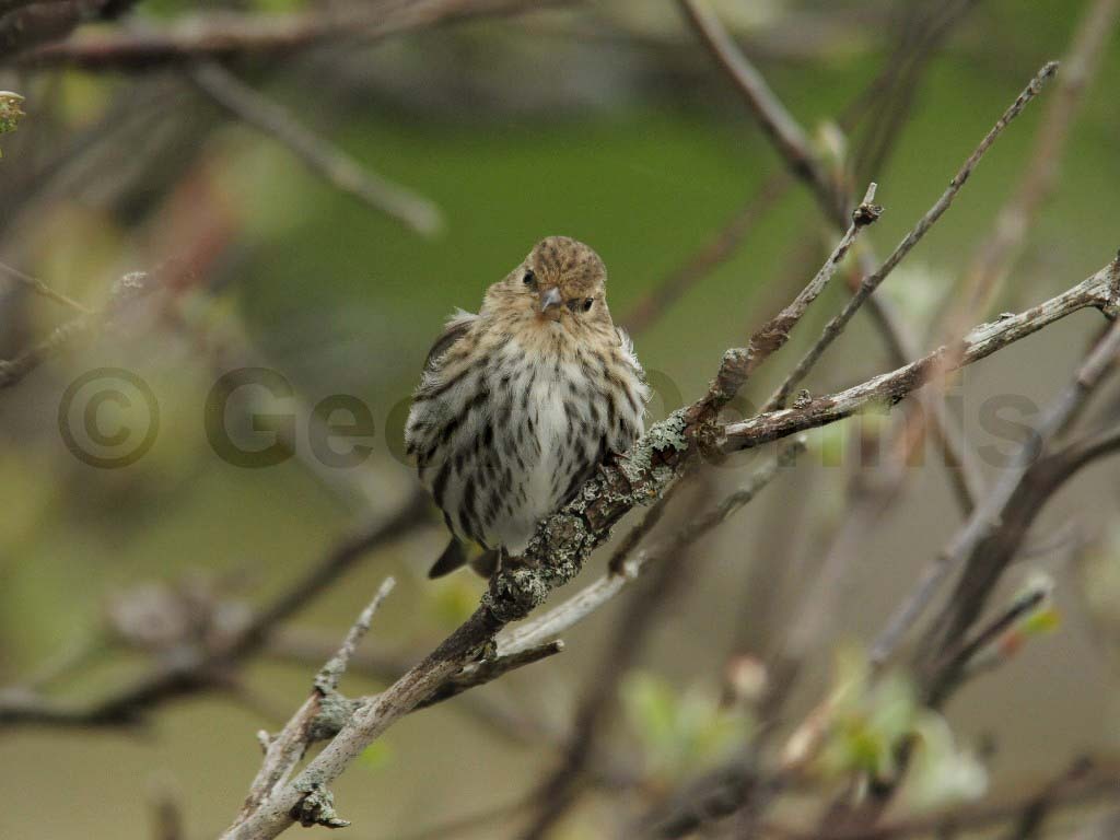 PISI-AZ_Pine-Siskin