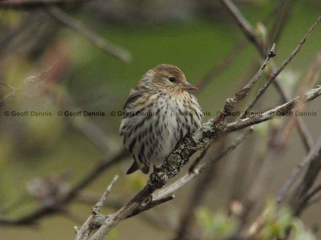 PISI-BA_Pine-Siskin