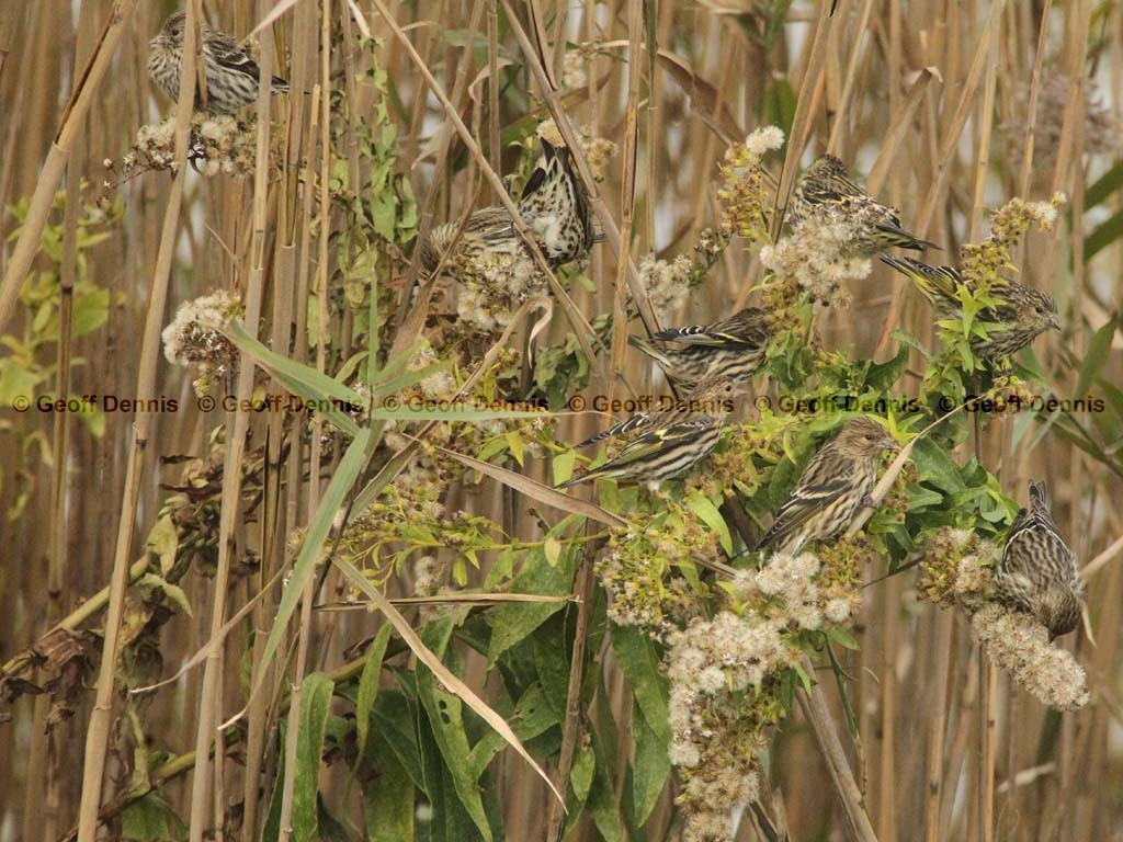 PISI-BB_Pine-Siskin