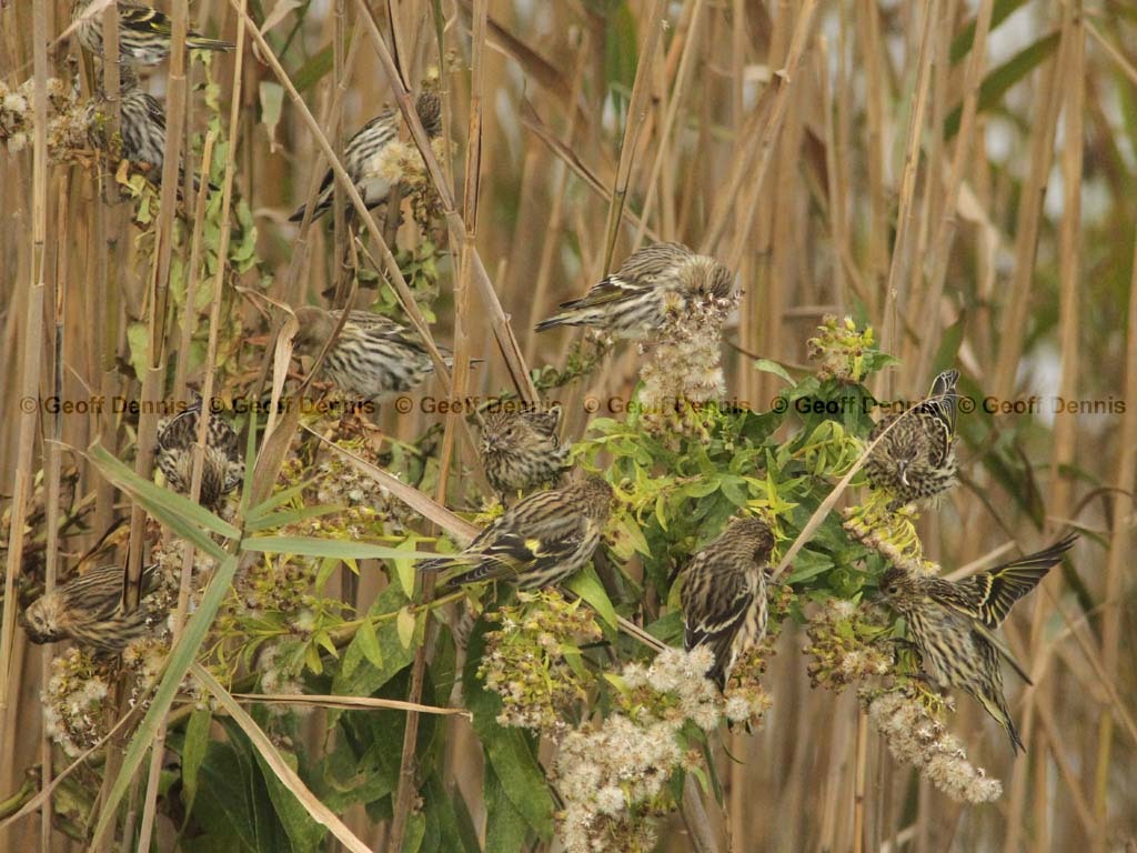 PISI-BC_Pine-Siskin