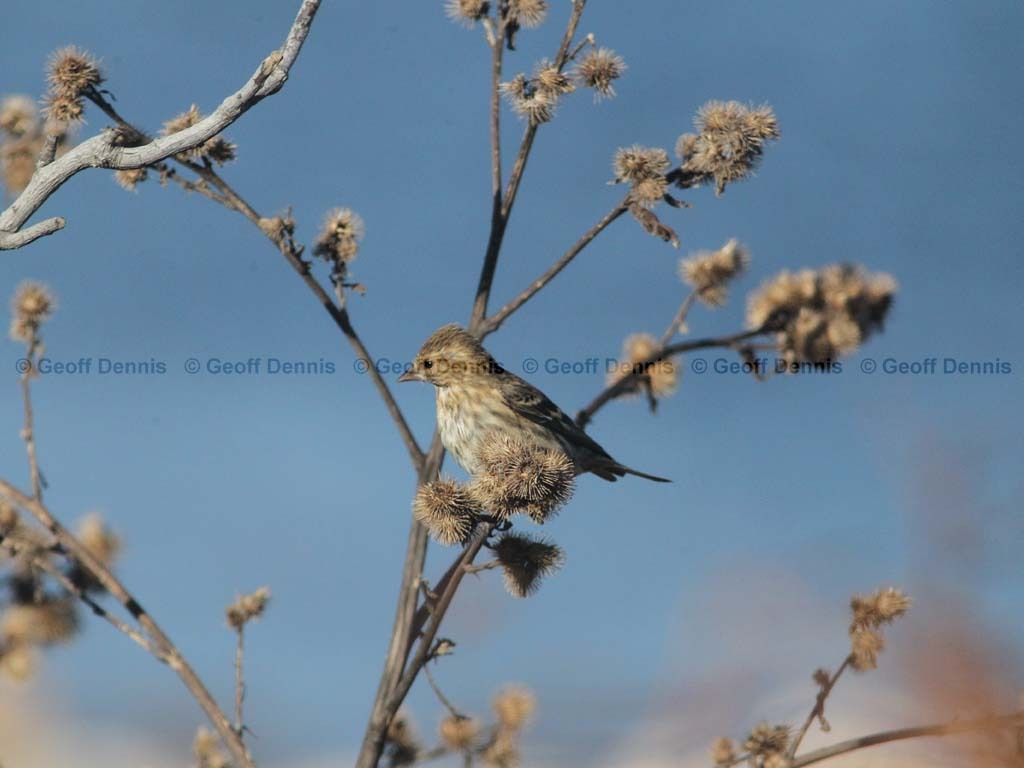 PISI-BD_Pine-Siskin