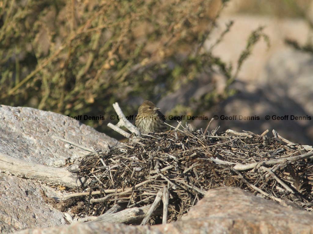 PISI-BE_Pine-Siskin
