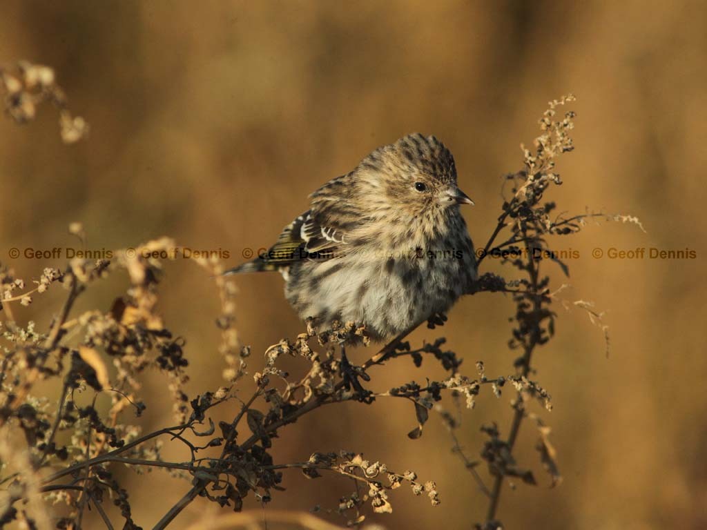 PISI-BF_Pine-Siskin