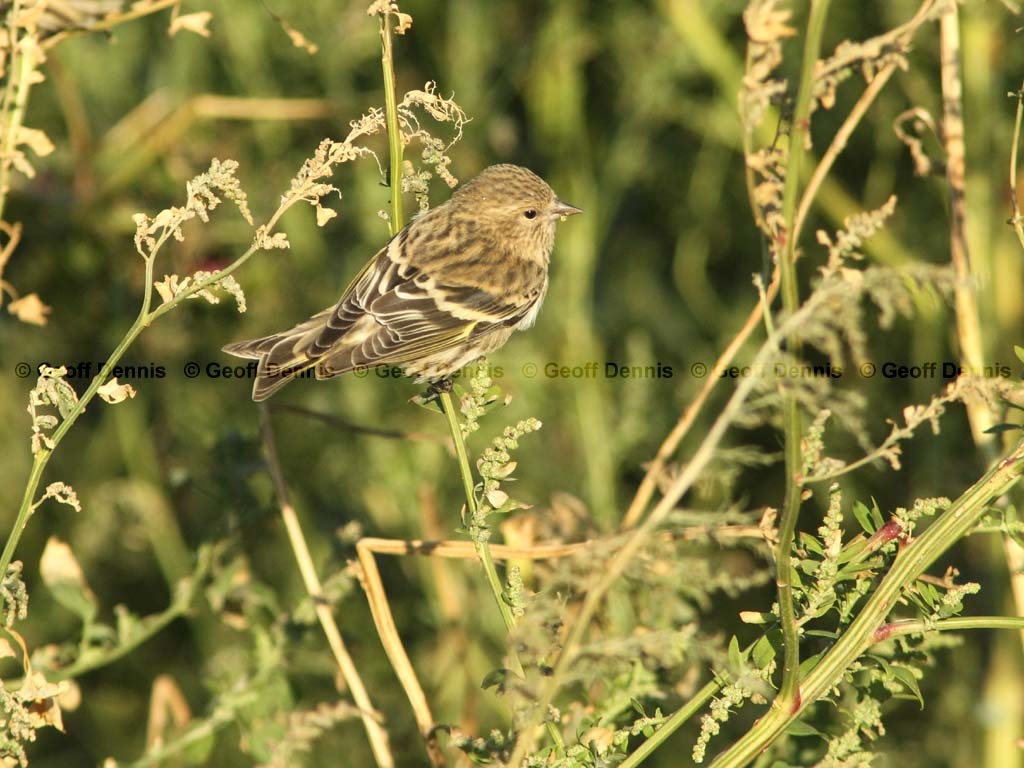 PISI-BG_Pine-Siskin