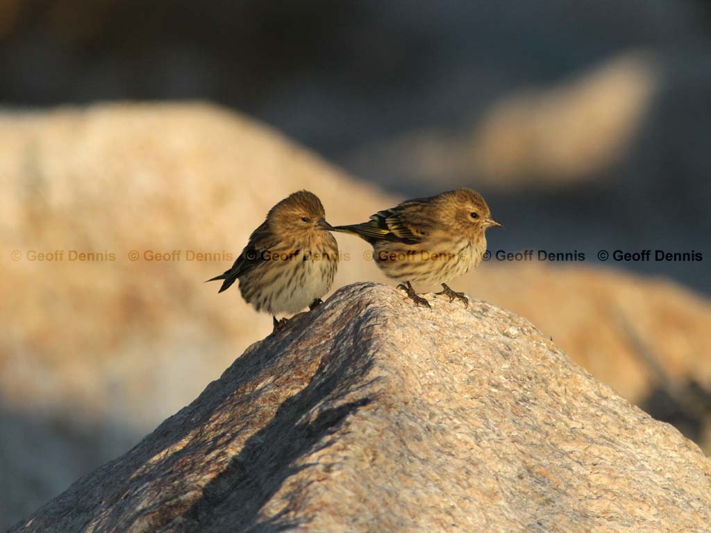 PISI-BH_Pine-Siskin