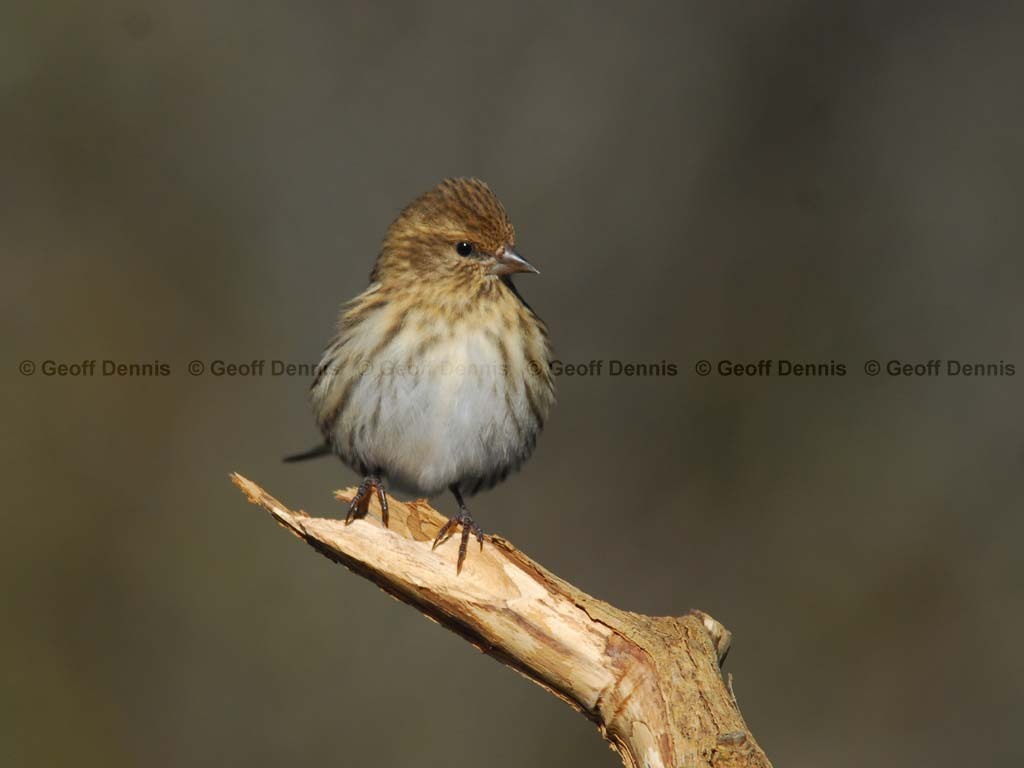 PISI-BI_Pine-Siskin