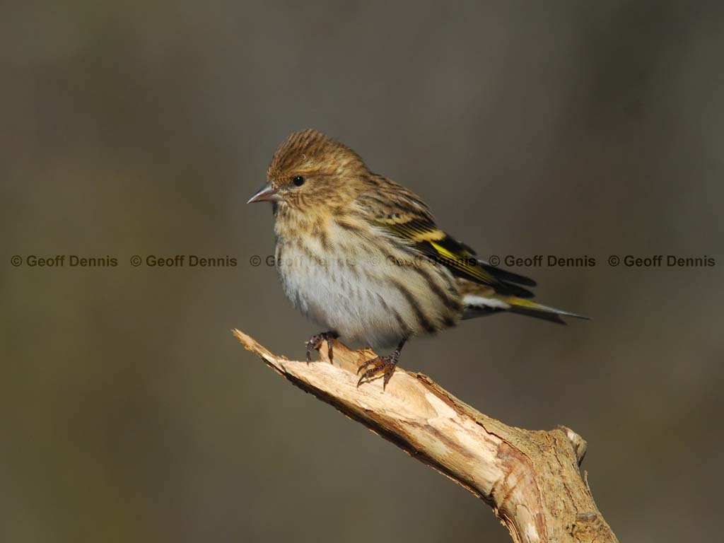 PISI-BJ_Pine-Siskin