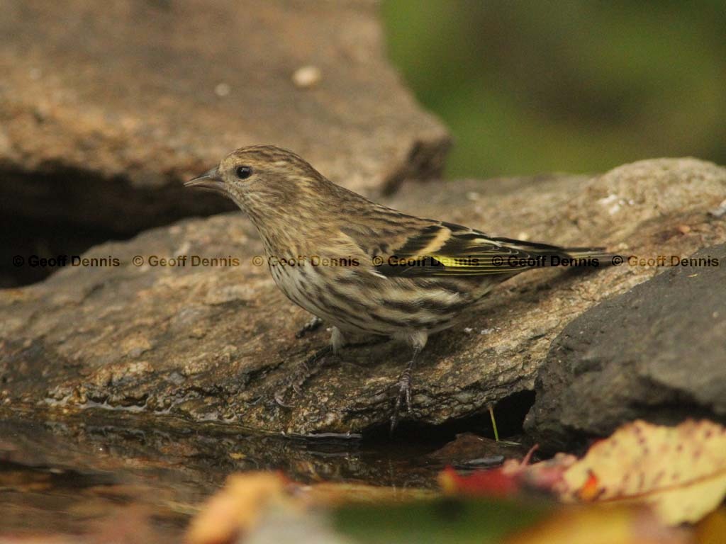 PISI-BK_Pine-Siskin