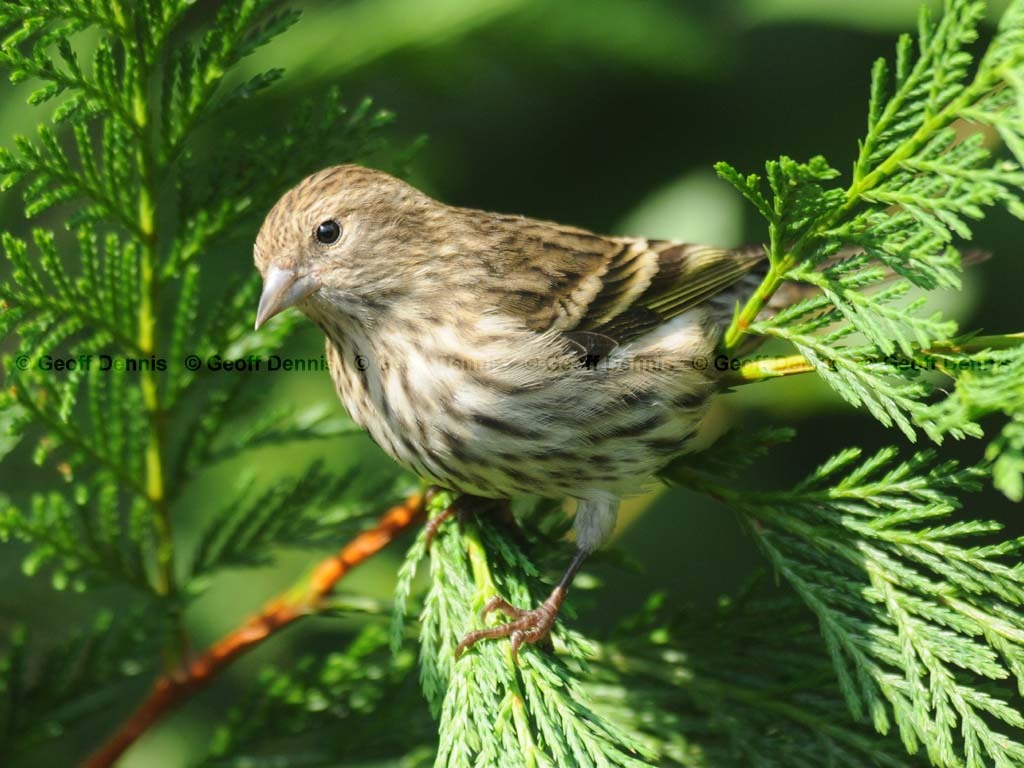 PISI-BL_Pine-Sisin