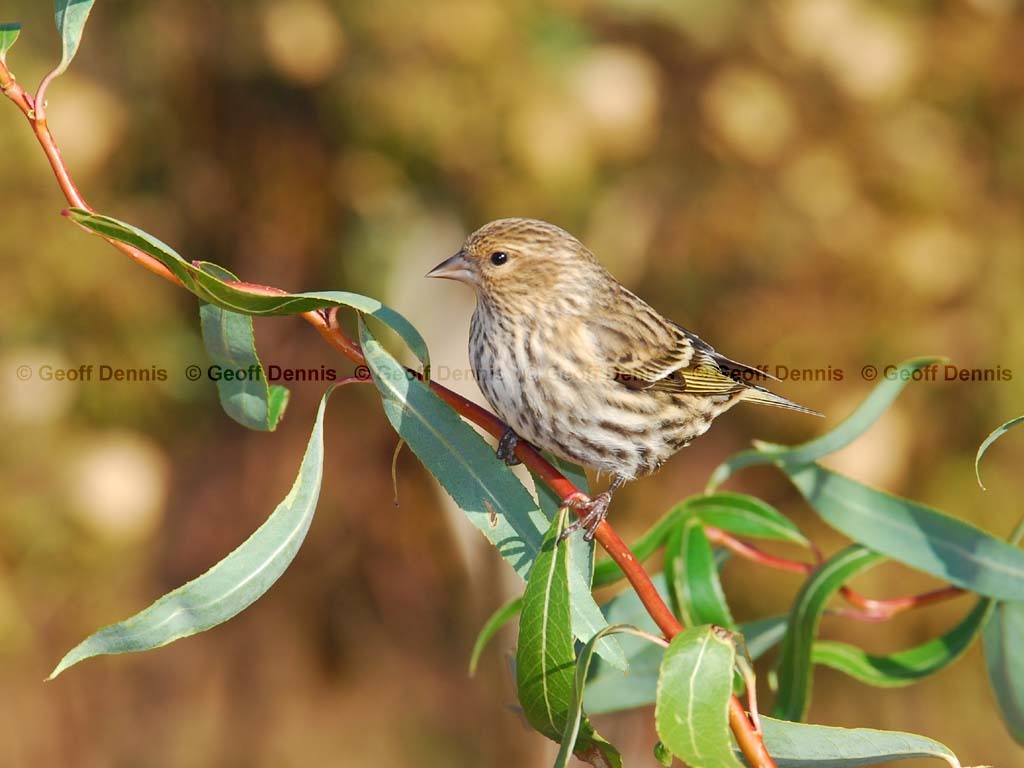PISI-BM_Pine-Siskin