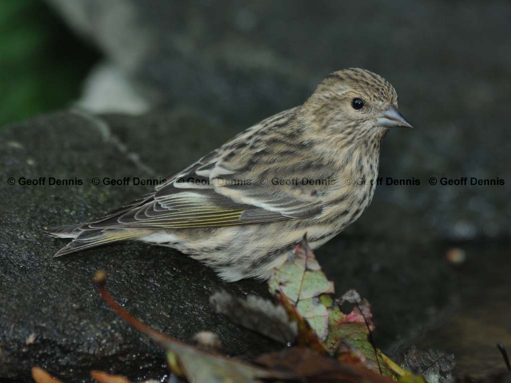 PISI-BN_Pine-Siskin