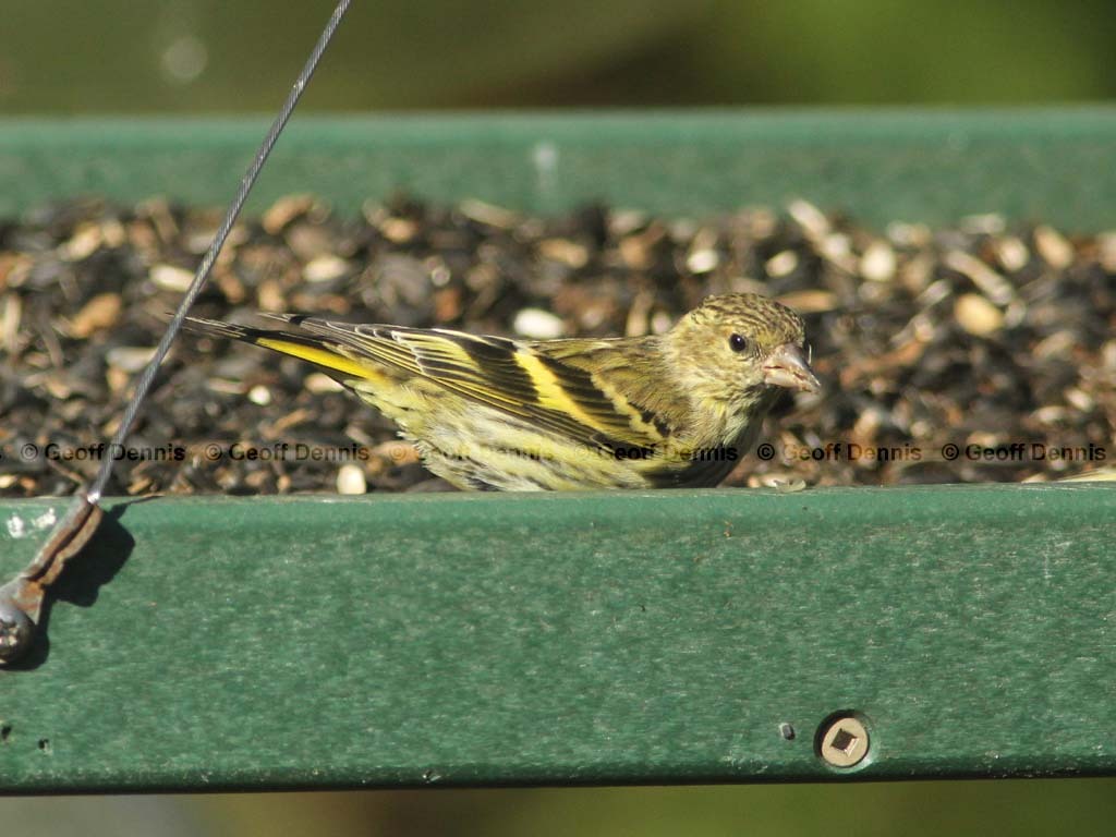PISI-BO_Pine-Siskin