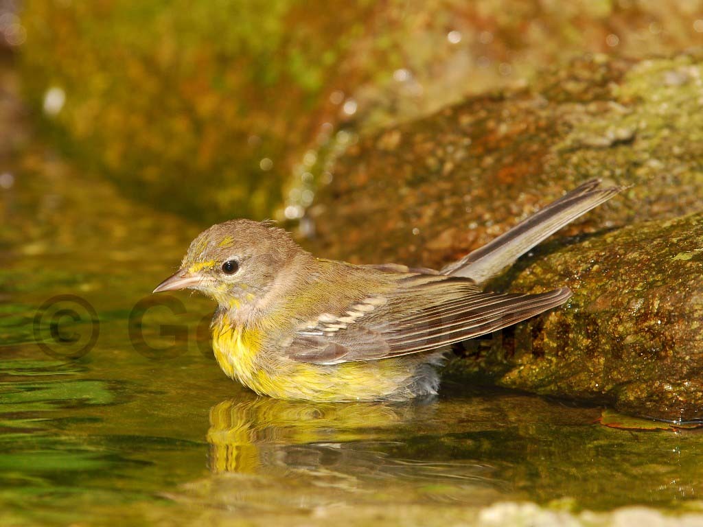 PIWA-AA_Pine-Warbler