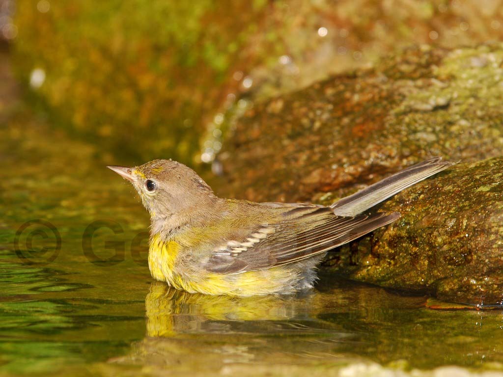 PIWA-AB_Pine-Warbler