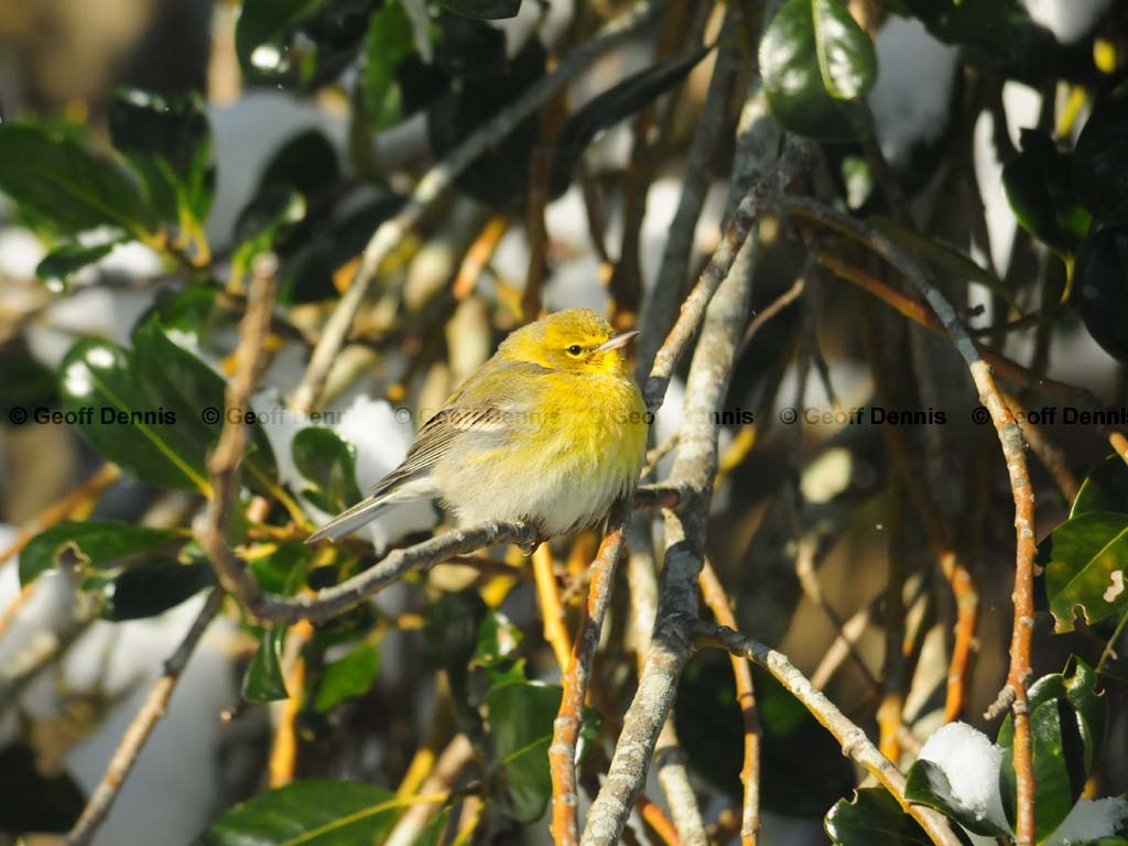 PIWA-AC_Pine-Warbler