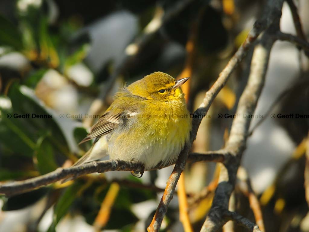 PIWA-AD_Pine-Warbler
