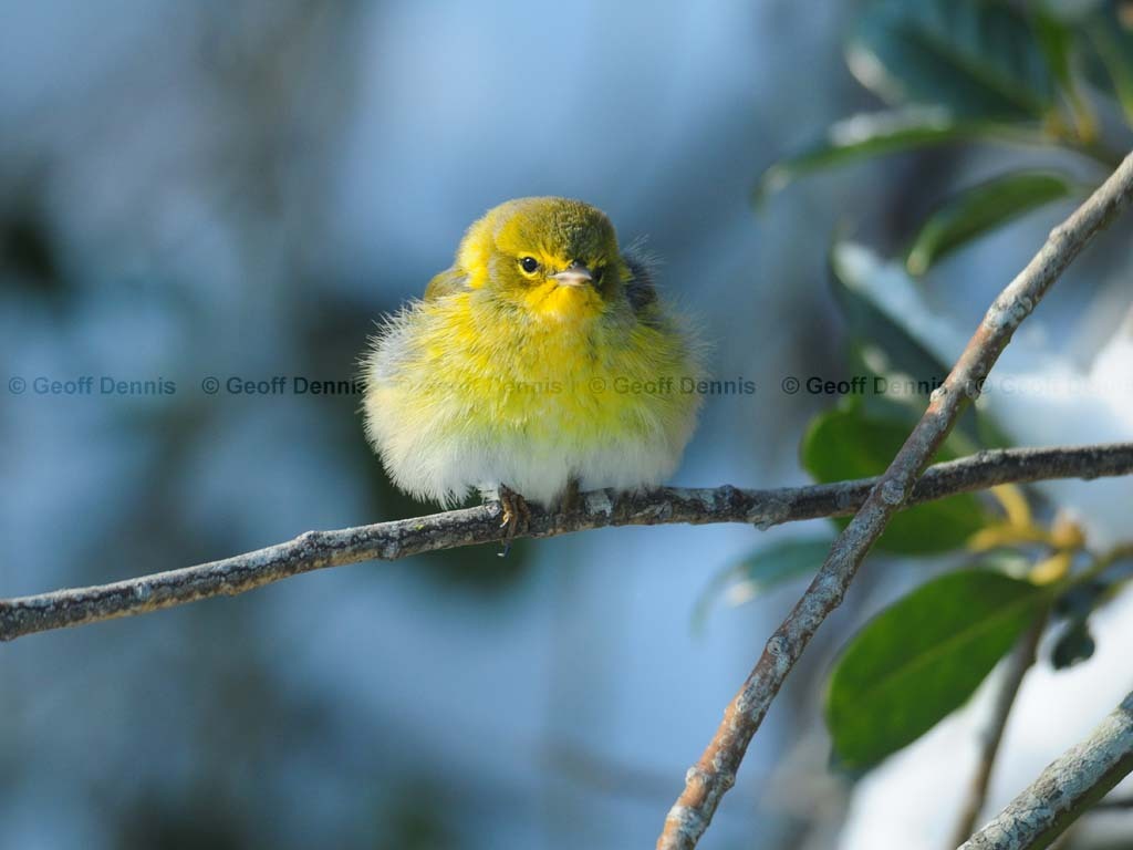 PIWA-AE_Pine-Warbler