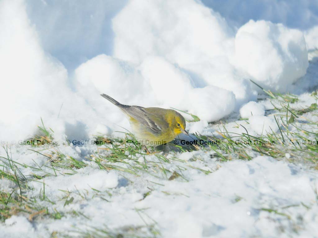 PIWA-AF_Pine-Warbler