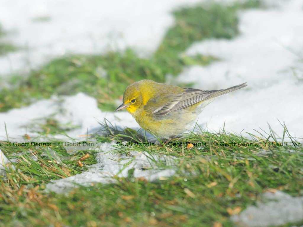 PIWA-AG_Pine-Warbler