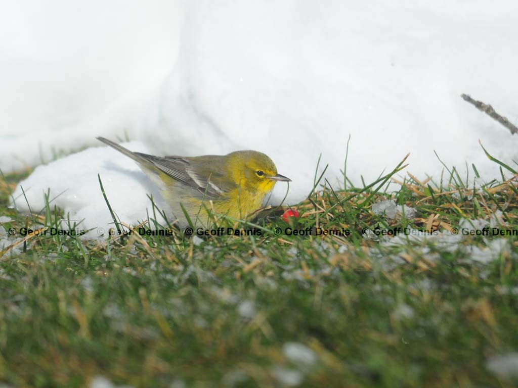 PIWA-AH_Pine-Warbler