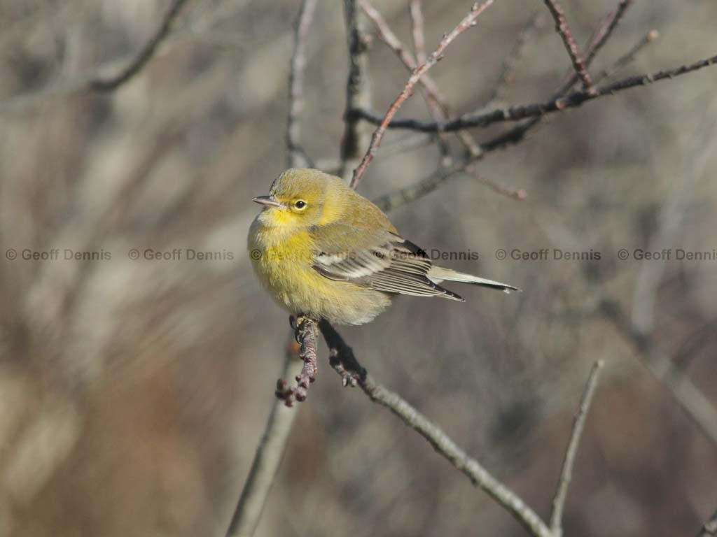 PIWA-AI_Pine-Warbler