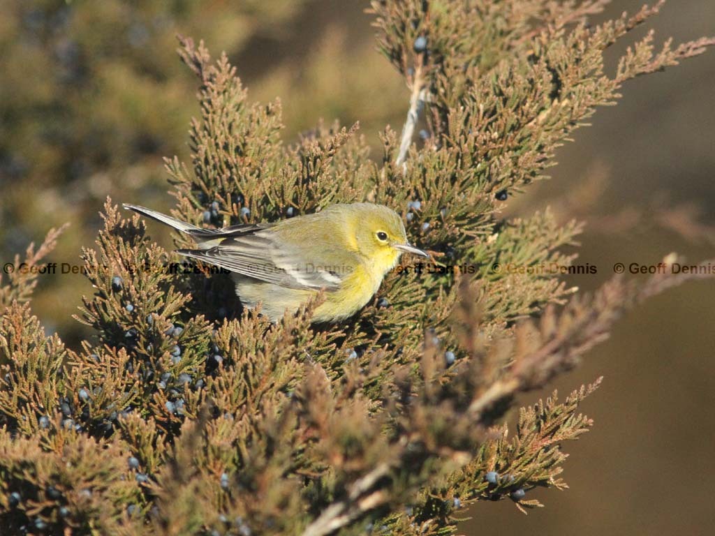 PIWA-AJ_Pine-Warbler