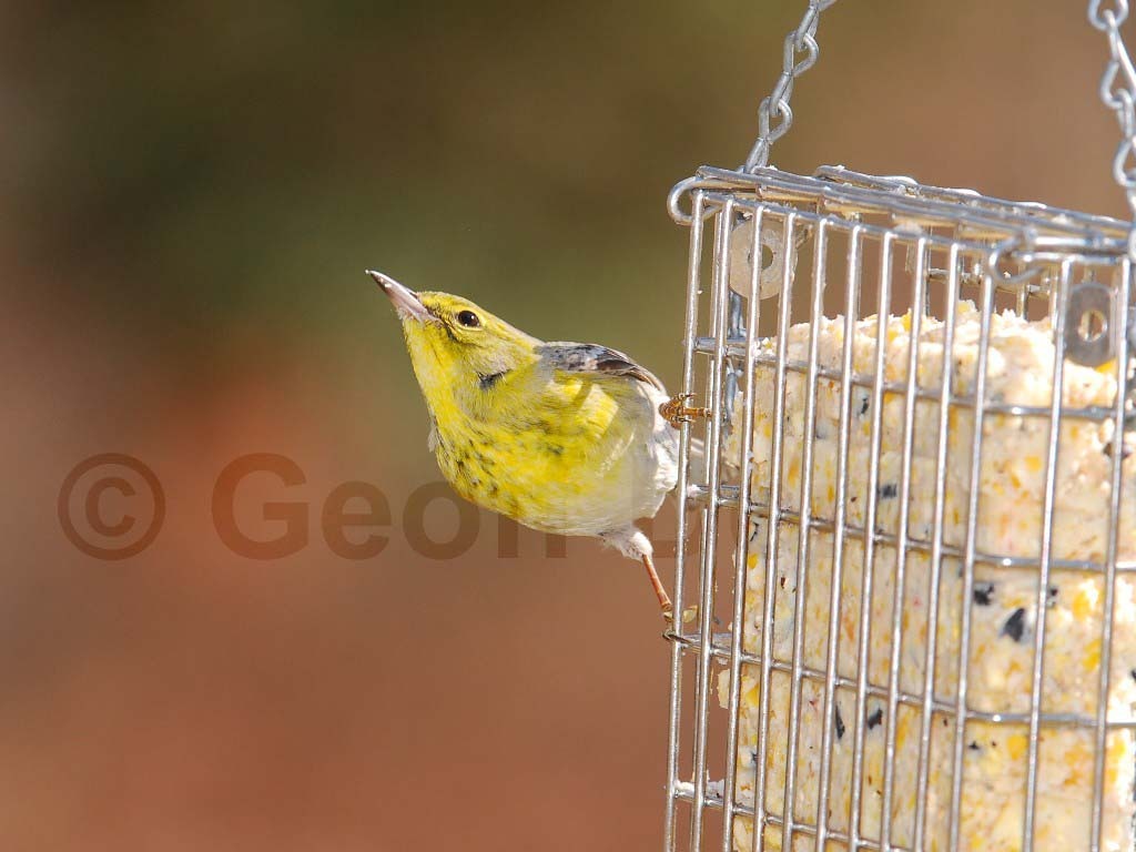 PIWA-AK_Pine-Warbler