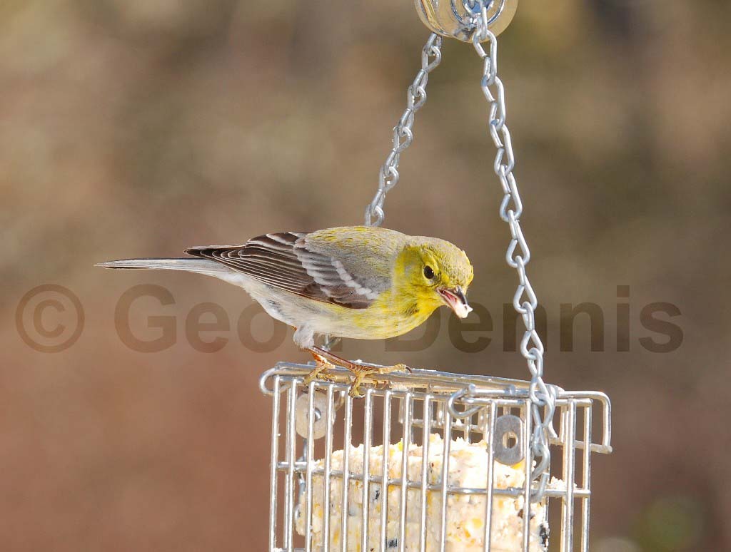 PIWA-AL_Pine-Warbler