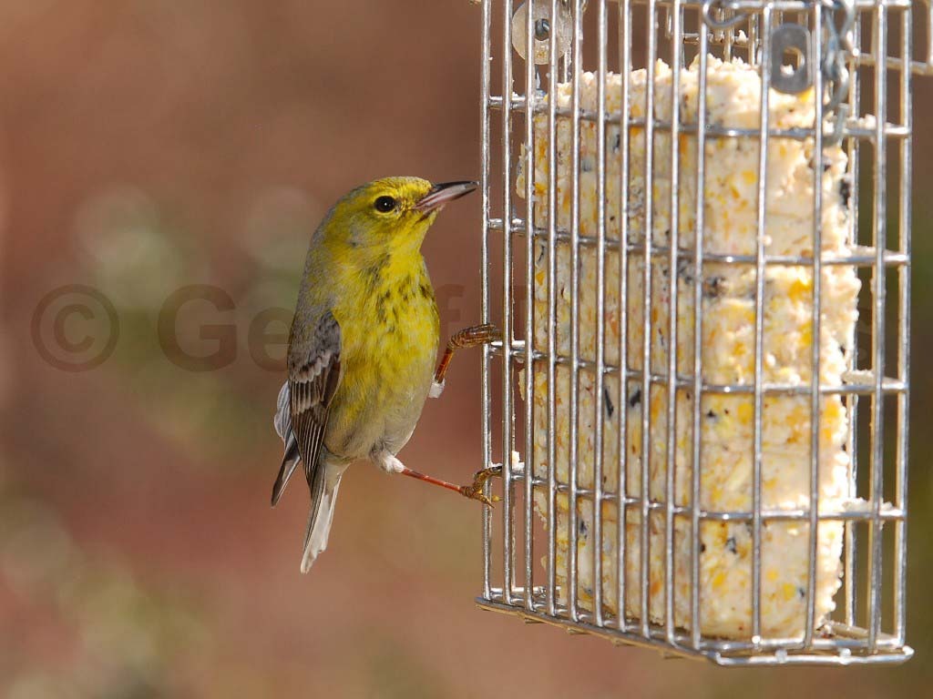 PIWA-AM_Pine-Warbler
