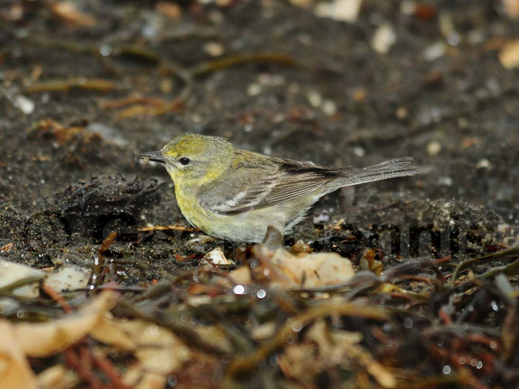 PIWA-AN_Pine-Warbler