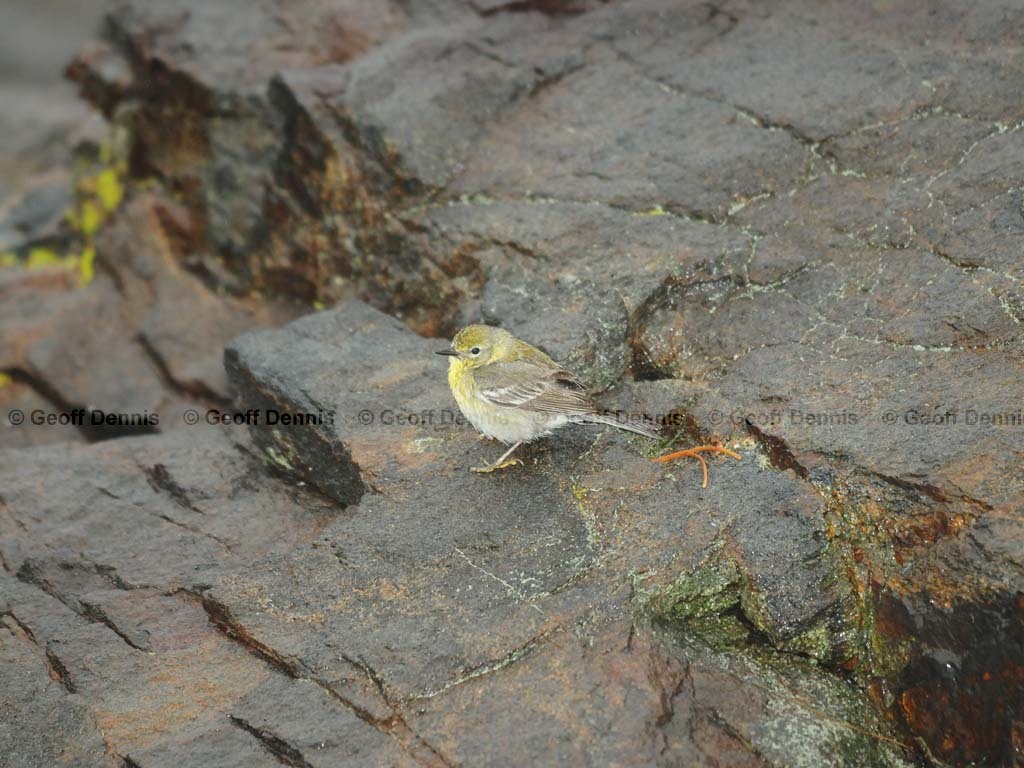 PIWA-AO_Pine-Warbler
