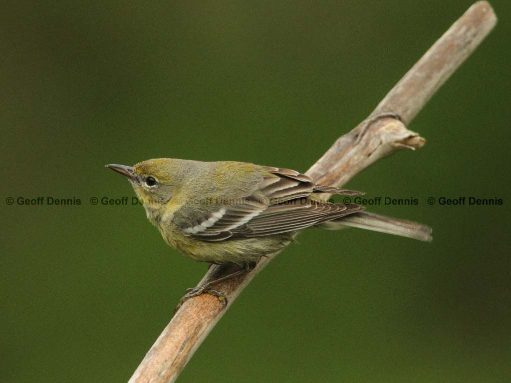 PIWA-AP_Pine-Warbler