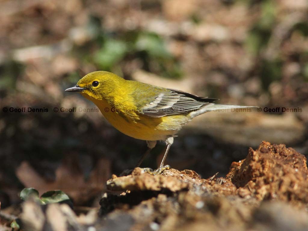PIWA-AQ_Pine-Warbler