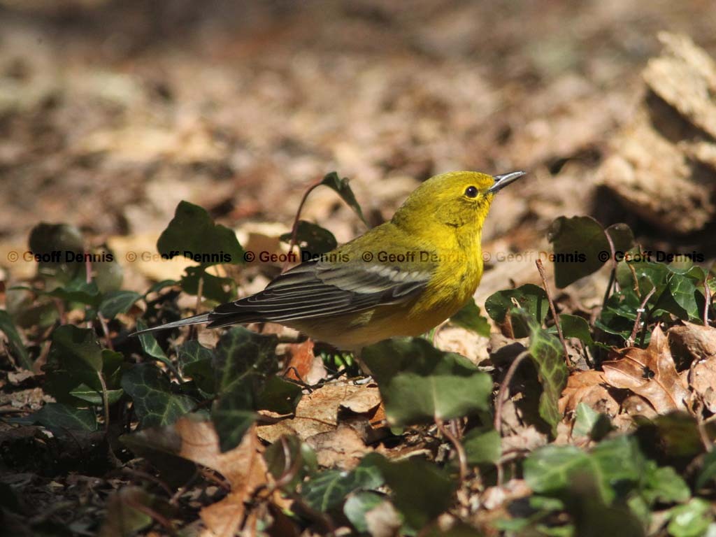 PIWA-AR_Pine-Warbler