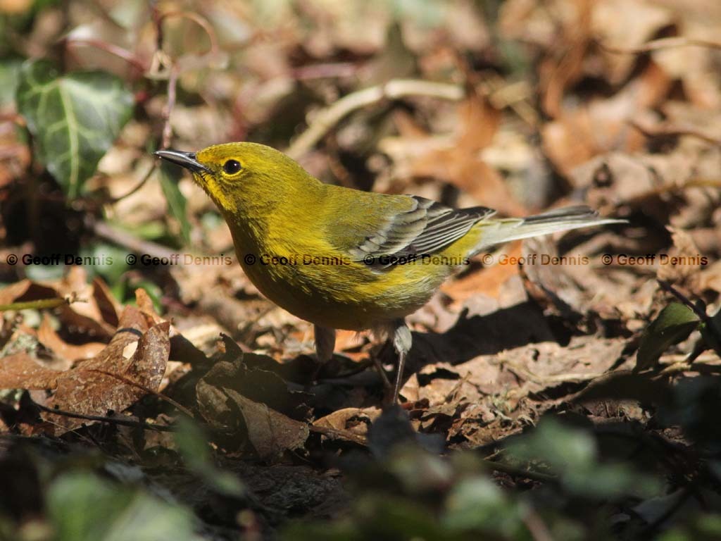 PIWA-AS_Pine-Warbler