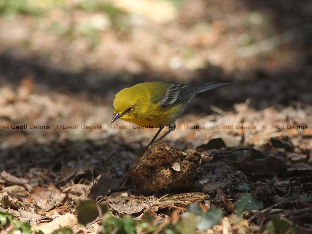 PIWA-AT_Pine-Warbler