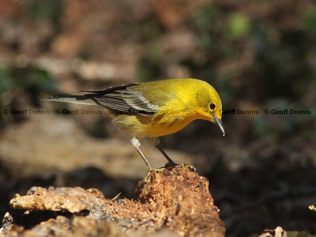 PIWA-AU_Pine-Warbler