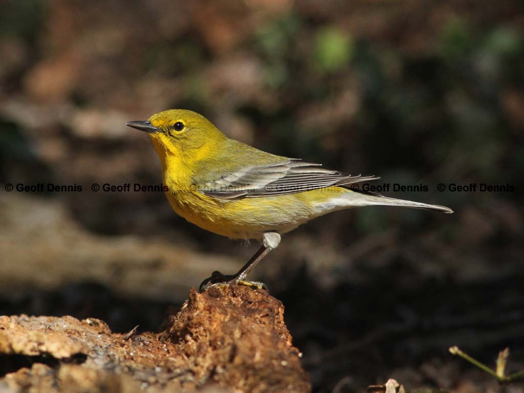 PIWA-AV_Pine-Warbler