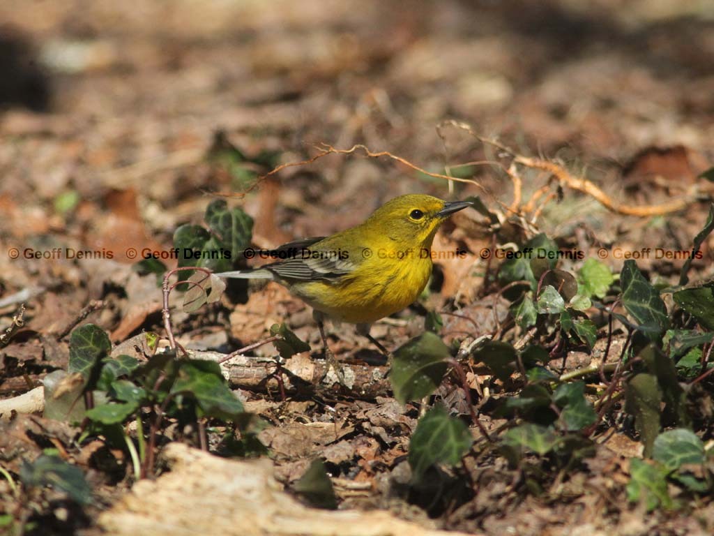 PIWA-AW_Pine-Warbler