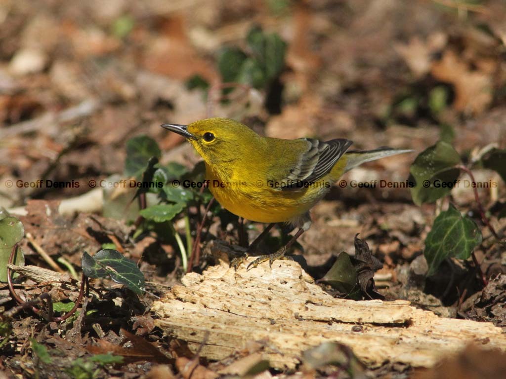 PIWA-AX_Pine-Warbler