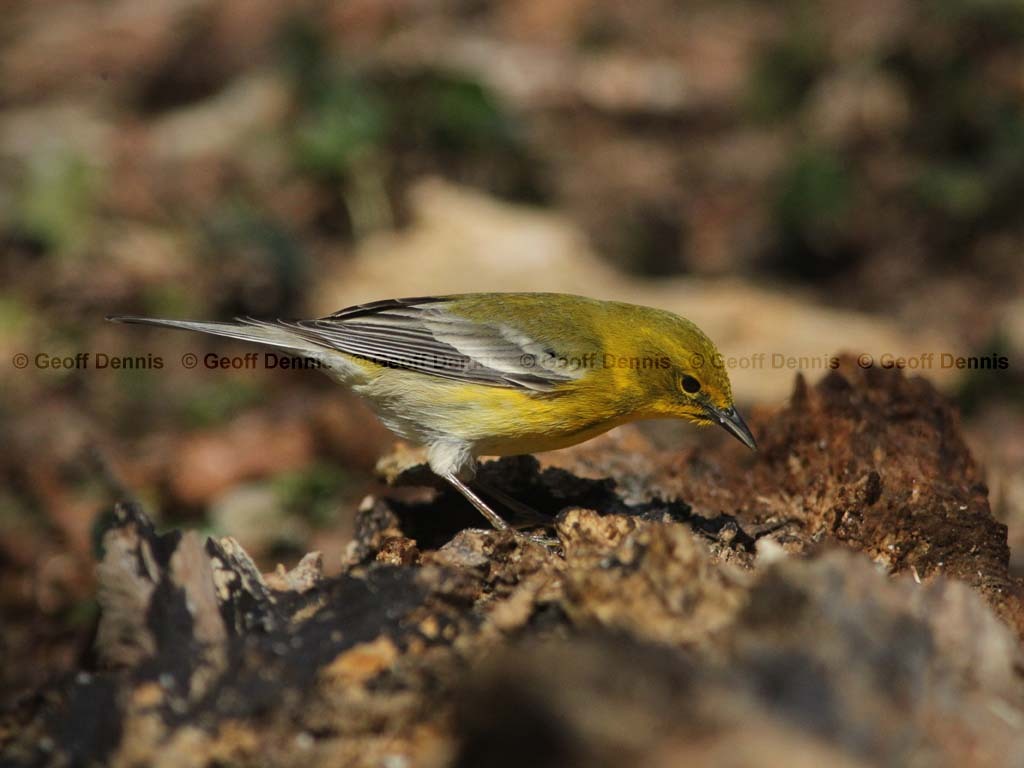 PIWA-AY_Pine-Warbler